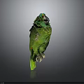 Beautiful Green Parrot Standing On Dark Reflective Surface With Gray Background