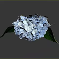 Blue Hydrangea Flower With Green Leaves On Gray Background And Reflection 3d model