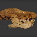 Large Ancient Animal Fossil Skull With Prehistoric Bone Structure And Scientific Significance