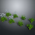 Lush Green Plants With White Flowers And Diverse Leafy Foliage