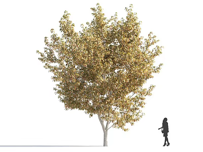 Tall Deciduous Arbor With Lush Golden Autumn Foliage And Person Walking Nearby 3d model