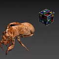 Closeup View Of Cicada Exuvia And Colorful Rubik's Cube On Gray Background