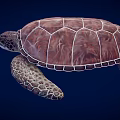 Realistic Brown Sea Turtle With Patterned Shell And Textured Flippers On Dark Blue Background 3d model
