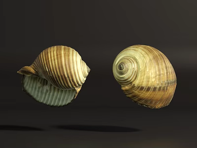 Natural Marine Animal Shells with Striped Patterns and Spiral Shapes on Dark Background 3d model