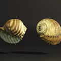 Natural Marine Animal Shells with Striped Patterns and Spiral Shapes on Dark Background