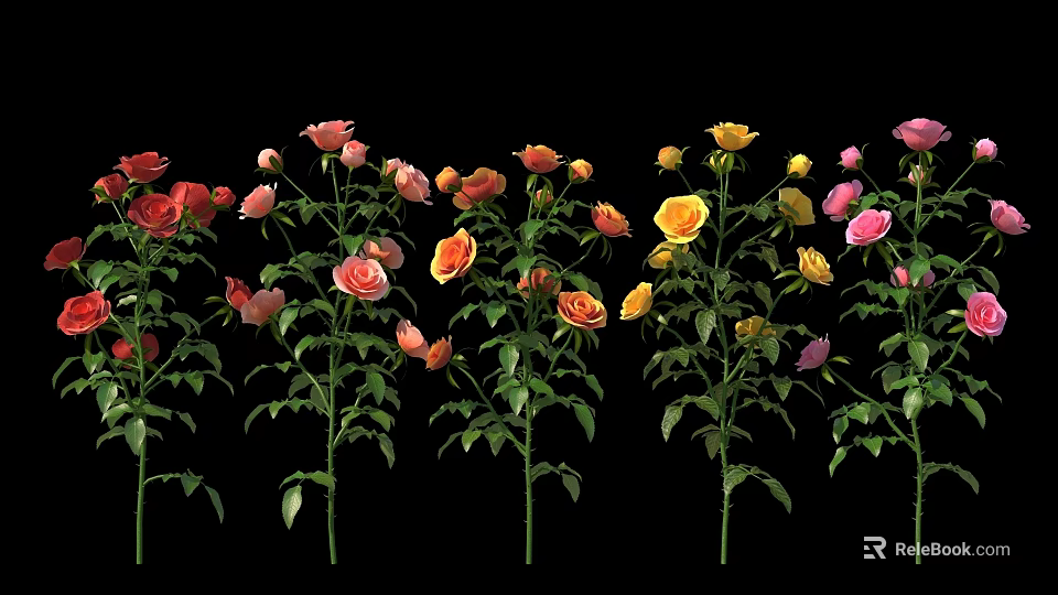 Colorful Roses in Pink Yellow and Orange Against Black Background With Clear Flowers and Leaves 3d model 