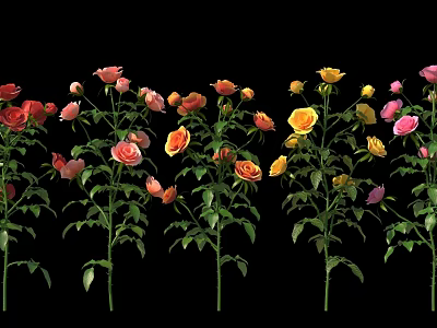 Colorful Roses in Pink Yellow and Orange Against Black Background With Clear Flowers and Leaves 3d model