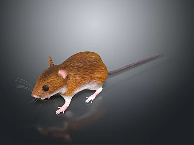 Brown Mouse with Long Tail White Belly and Black Eyes on Black Background with Reflection 3d model