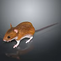 Brown Mouse with Long Tail White Belly and Black Eyes on Black Background with Reflection