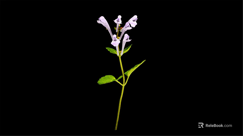 Purple Flowering Plant With Several Leaves Slender Stem And Black Background 3d model 