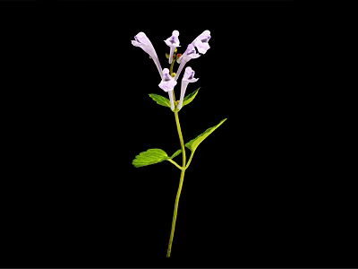 Purple Flowering Plant With Several Leaves Slender Stem And Black Background 3d model
