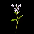 Purple Flowering Plant With Several Leaves Slender Stem And Black Background