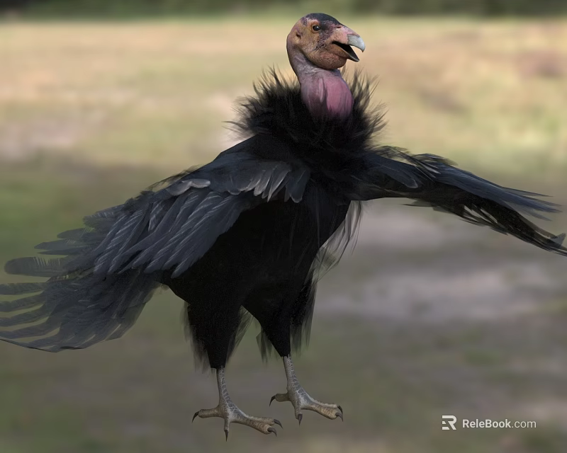 Large Vulture With Black Feathers Spreading Wings In Natural Grassland Habitat 3d model 