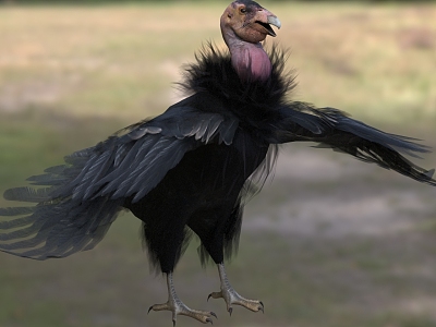 California Condor California Condor Animal model