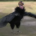 Large Vulture With Black Feathers Spreading Wings In Natural Grassland Habitat