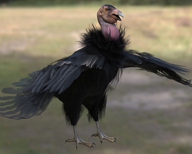 California Condor California Condor Animal 3d model