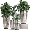 Bonsai Potted Plants in Silver Textured Pots with Green Foliage for Indoor Decoration