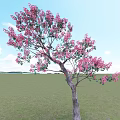 Lush Tree With Pink Flowers In Green Grassland Under Blue Sky And White Clouds
