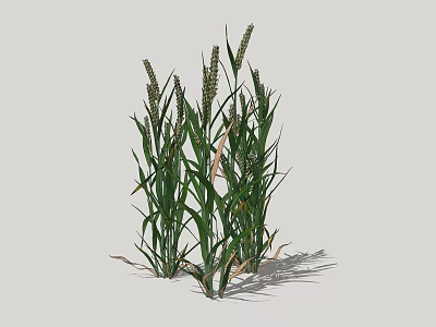 Green Herbaceous Plants with Long Leaves and Spike Like Inflorescences Growing in Natural Setting 3d model
