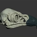 Detailed Bird Skull With Green Beak And White Bone Anatomical Structure