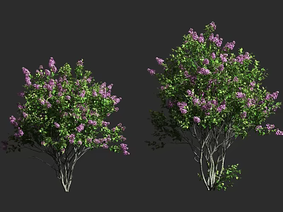 Lush Shrubs With Purple Flowers And Green Leaves For Garden Landscaping 3d model