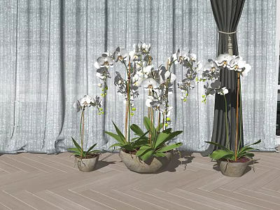 White Orchid Potted Plants Display With Gray Curtains And Wooden Floor 3d model