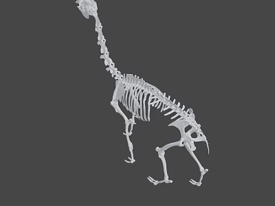 Complete Animal Skeleton Structure in Standing Posture with Gray Background 3d model