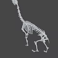 Complete Animal Skeleton Structure in Standing Posture with Gray Background