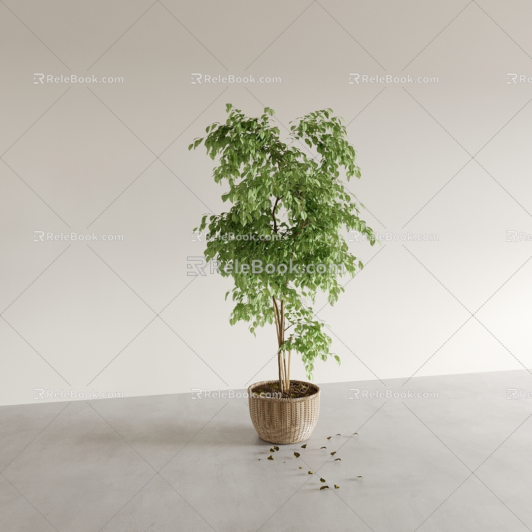 Bonsai Bonsai Bonsai Indoor Green Plant Ornaments Plant Flower Pot Vase Flower Pot 3d model