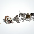 Different Dog Breeds Lined Up Standing And Lying On White Background 3d model
