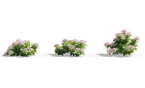 Modern shrubs 3d model