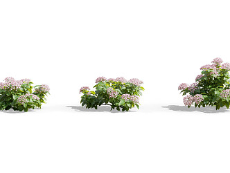 Modern shrubs 3d model