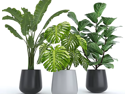 Modern Decorative Ornament Set With Green Leaf Plants In Black White Planters 3d model