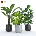 Modern Decorative Ornament Set With Green Leaf Plants In Black White Planters