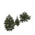 Different Types of Arbor Trees With Green Foliage and Various Shapes