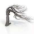 Dry Tree with Twisted Trunk and Leafless Stretched Branches on White Background with Smooth Surface