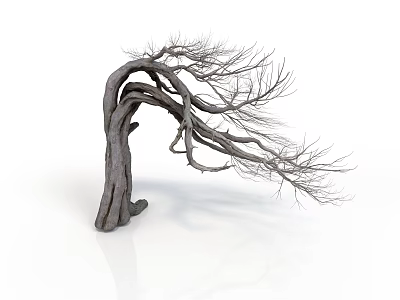 Dry Tree with Twisted Trunk and Leafless Stretched Branches on White Background with Smooth Surface 3d model