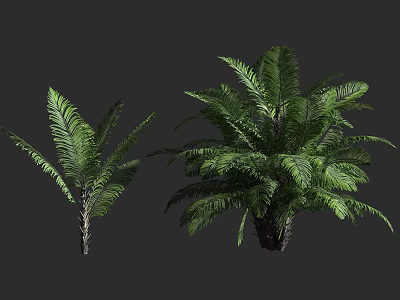 Arbor With Feathery Green Leaves In Different Sizes And Lush Tropical Look 3d model
