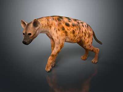 Spotted Hyena Walking with Brown Spots and Reflection on Dark Surface 3d model