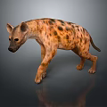Spotted Hyena Walking with Brown Spots and Reflection on Dark Surface