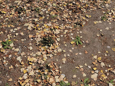 Natural Ground Cover With Fallen Yellow Brown Leaves And Small Green Plants 3d model