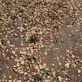 Natural Ground Cover With Fallen Yellow Brown Leaves And Small Green Plants