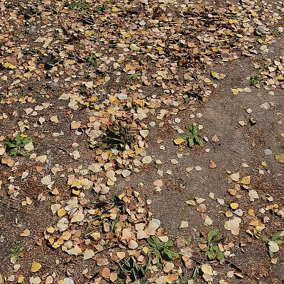 Natural Ground Cover With Fallen Yellow Brown Leaves And Small Green Plants 3d model