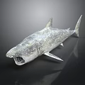 Shark Sculpture With Open Mouth Fin Details And Textured Surface On Dark Background