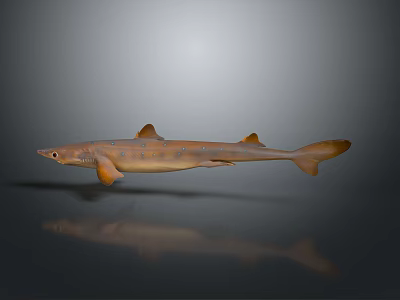 Brown Shark With Pointed Snout And Dorsal Fins On Gray Reflective Surface 3d model
