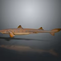 Brown Shark With Pointed Snout And Dorsal Fins On Gray Reflective Surface