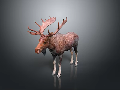 Detailed Brown Moose Sculpture With Large Antlers Standing On Dark Surface 3d model