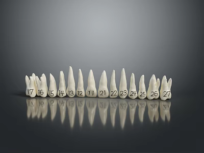 Dentist Examining Numbered Teeth Model With Sequential Numbers For Dental Education 3d model
