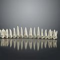 Dentist Examining Numbered Teeth Model With Sequential Numbers For Dental Education 3d model