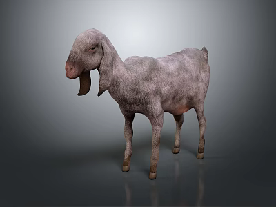 Gray Goat with Long Ears Standing on Gray Background with Reflective Surface 3d model